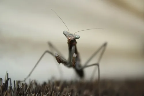 Mantis